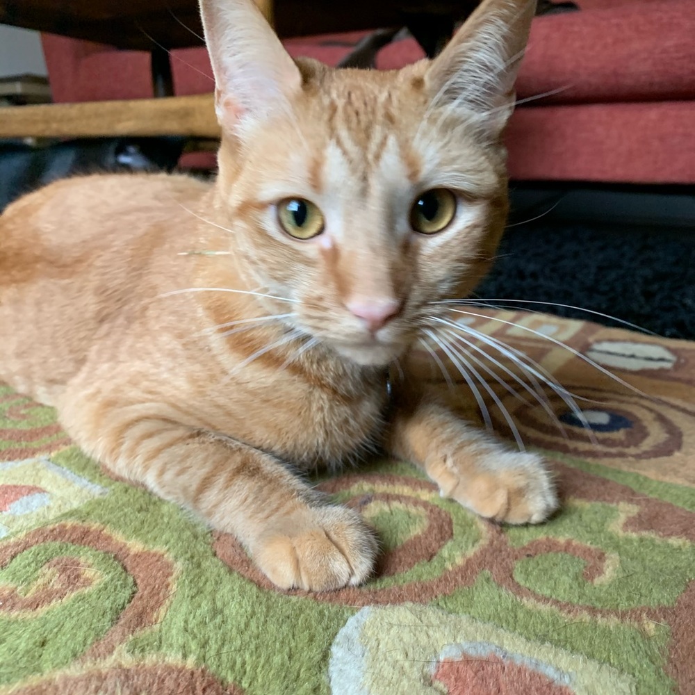Meet your Posher, Brynn